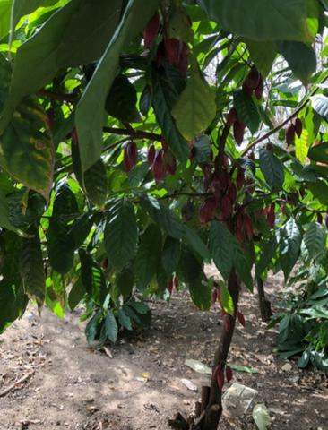 Fazenda Montanha - Foto 5