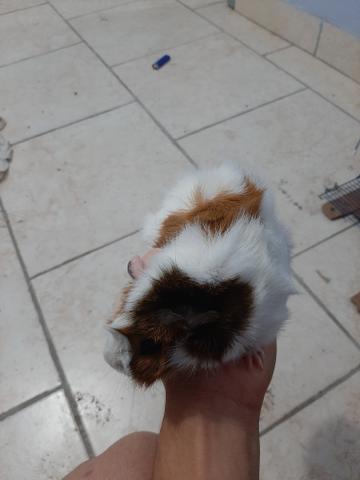 Doação de porquinho da índia - Foto 2