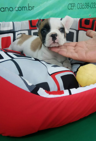 Ideal Para Apartamentos E Crianças Conheça O Bulldogue Francês Canil Império