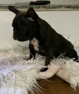 Bulldog francês fêmea top