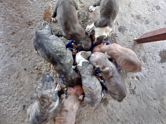 Vendo filhotes de pit bul