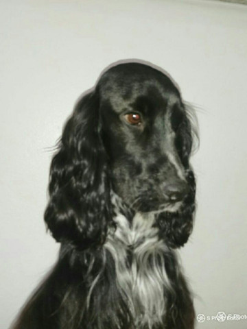 Cocker Spaniel inglês: Procurando namorada. - Foto 3