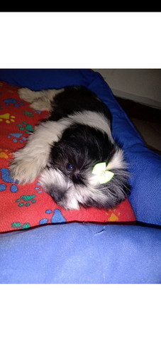 Ilhasa Apso fêmea