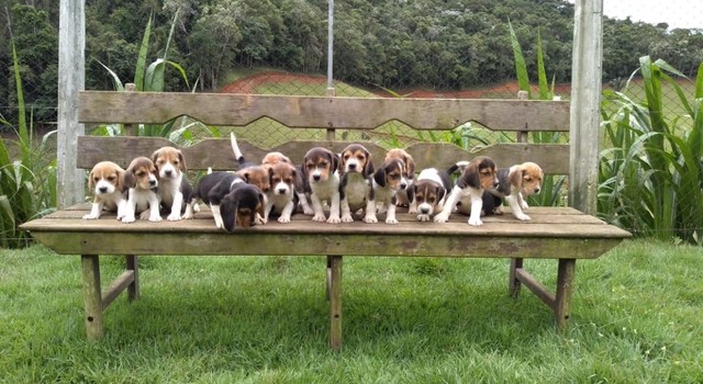 Mine beagle ingles /@canilcanaaa- CE