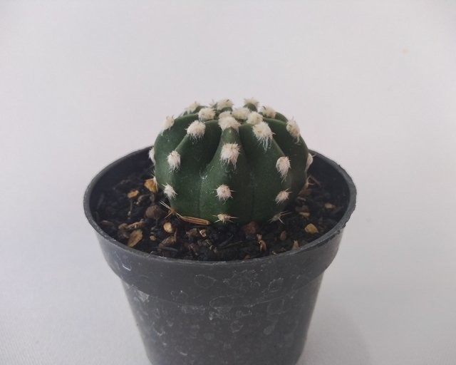 cacto echinopsis subdenudata lua 