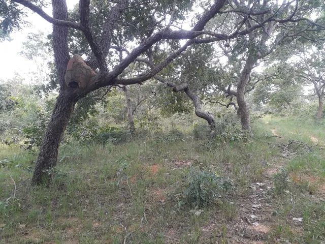 Fazenda em Lizarda. 7 mil por alqueire. - Foto 4