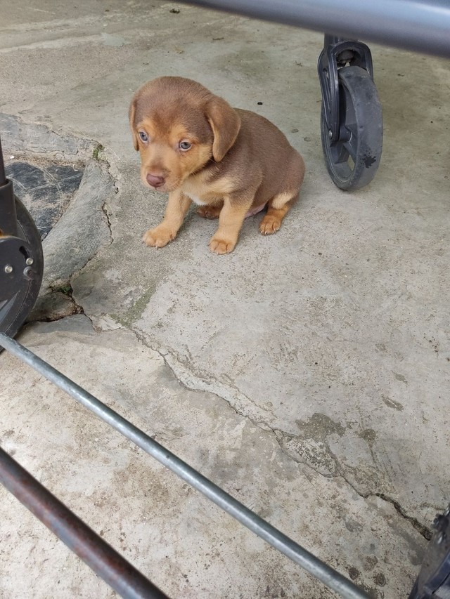 Doação de Cachorro Porte pequeno 