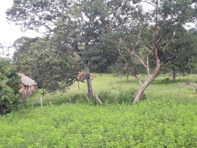 Fazenda em Lizarda. 7 mil por alqueire. - Foto 2