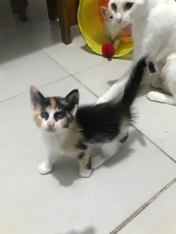 Gatos para adoção  - Foto 2
