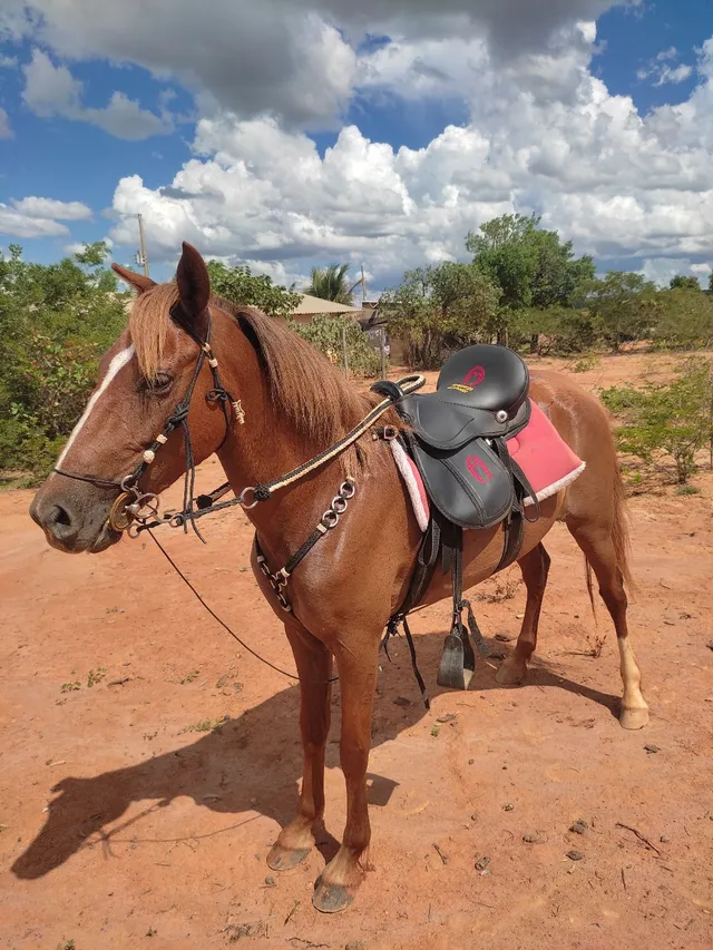 Antiga Traia de Peitoral para Cavalos em metal, argolad