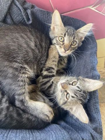Gatinhos gêmeos pra adoção 
