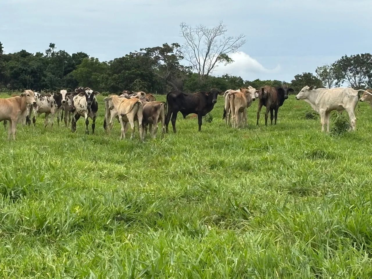 16 Bezerros Anelorado (Bonfinopolis) - Foto 6