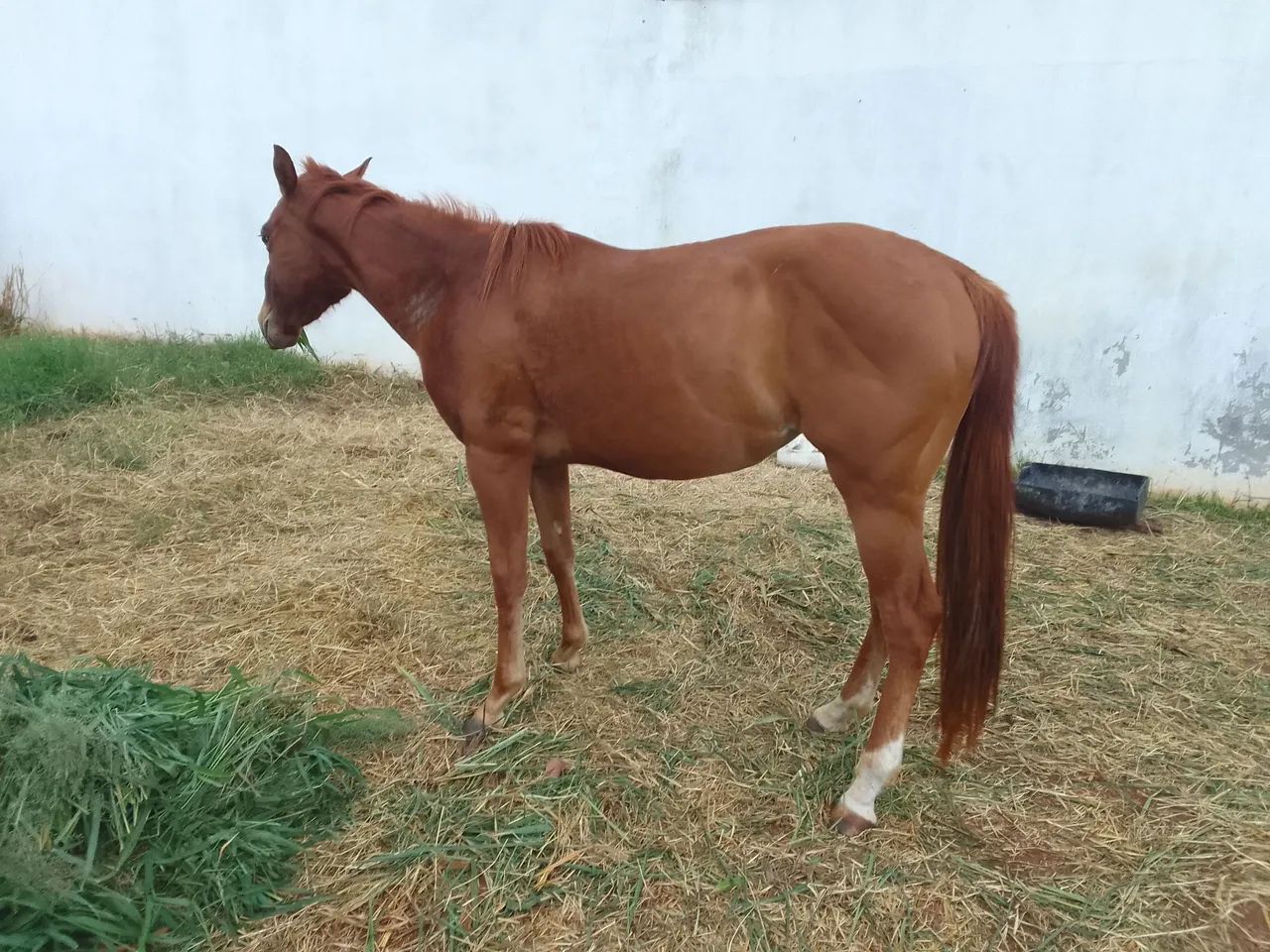 Égua Quarto de Milha para venda - Foto 2