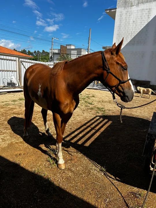 A venda quarto de milha  - Foto 2