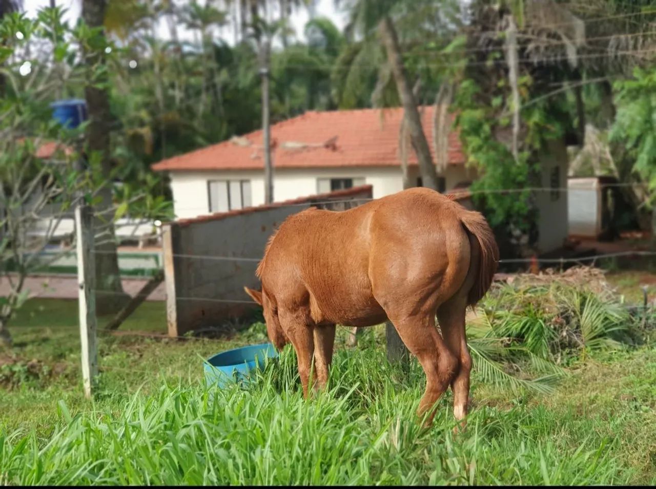 Égua PO e Potro - Foto 5