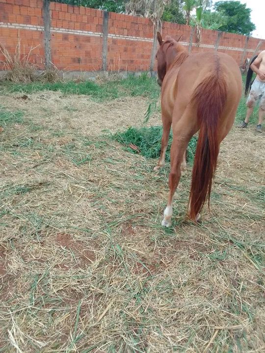Égua Quarto de Milha para venda - Foto 6