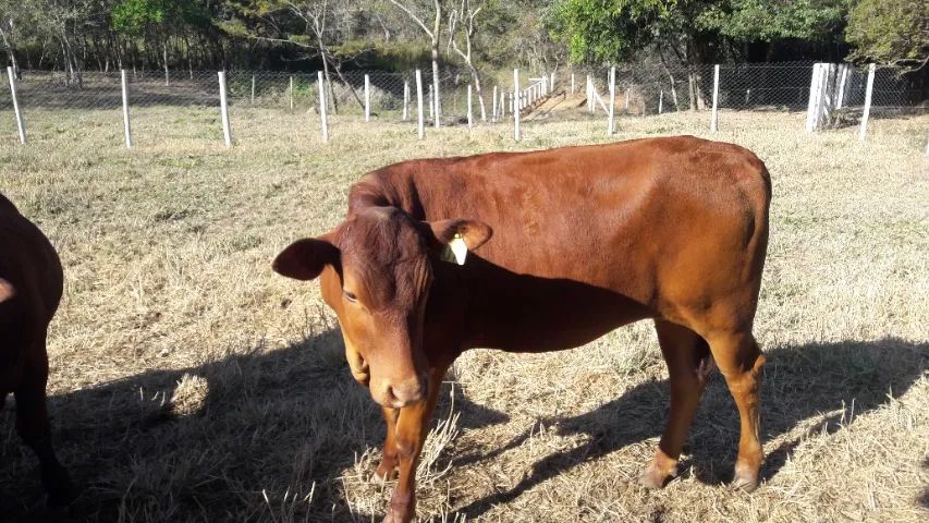 Tourinhos e novilhotas da raça senepol - Foto 4