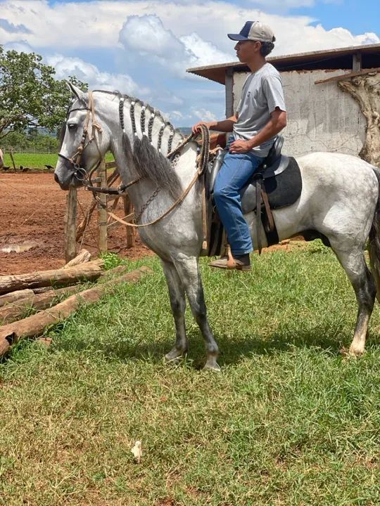 Garanhão Mangalarga Marchador - Foto 2