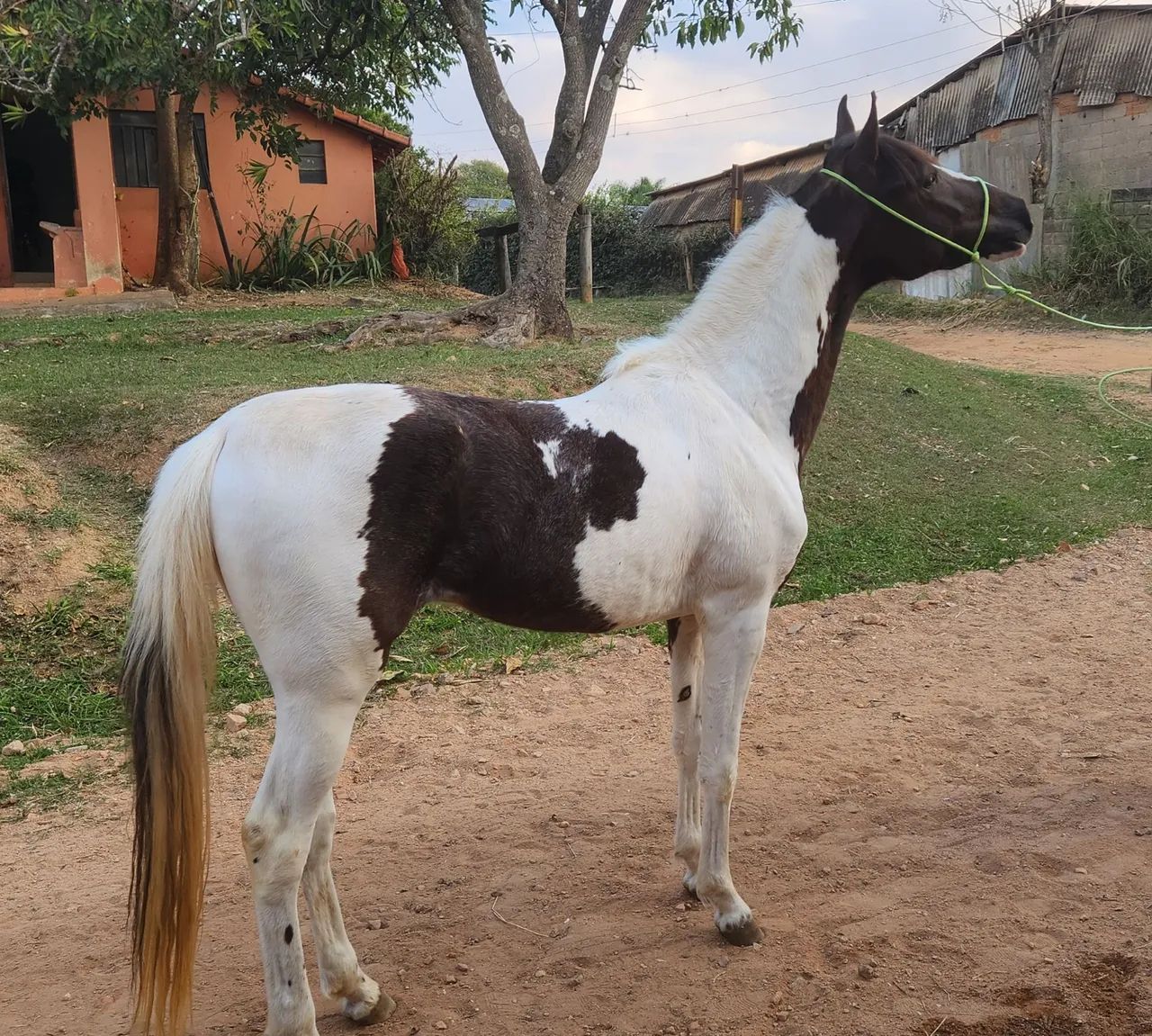Lindo Potro Mangalarga Pampa - Foto 3
