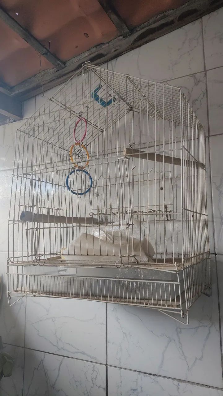 Parakeet Cage64293275638146124