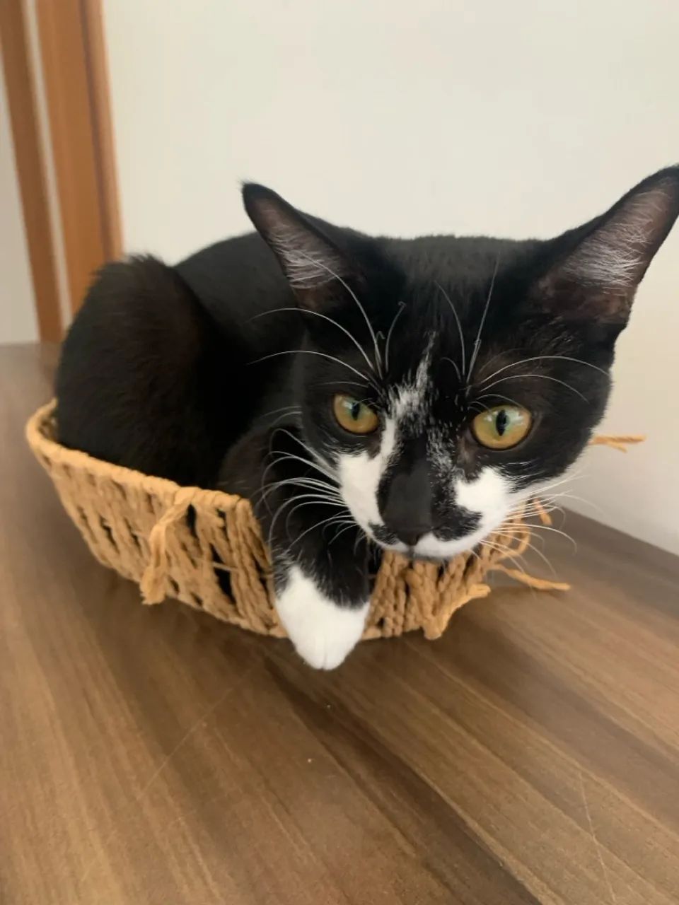 Gatinho preto e branco - Foto 2