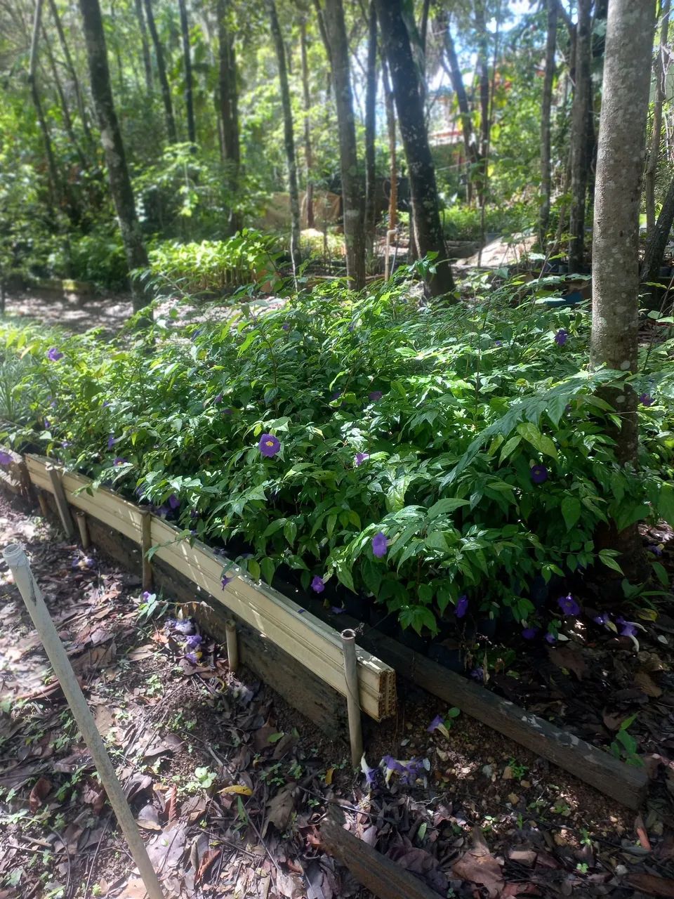 Mudas de Cerca Viva direto do Produtor - Foto 2