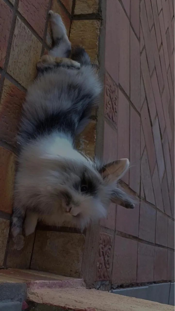 Coelhinho Mini Lop Fofo e Adorável - Foto 2