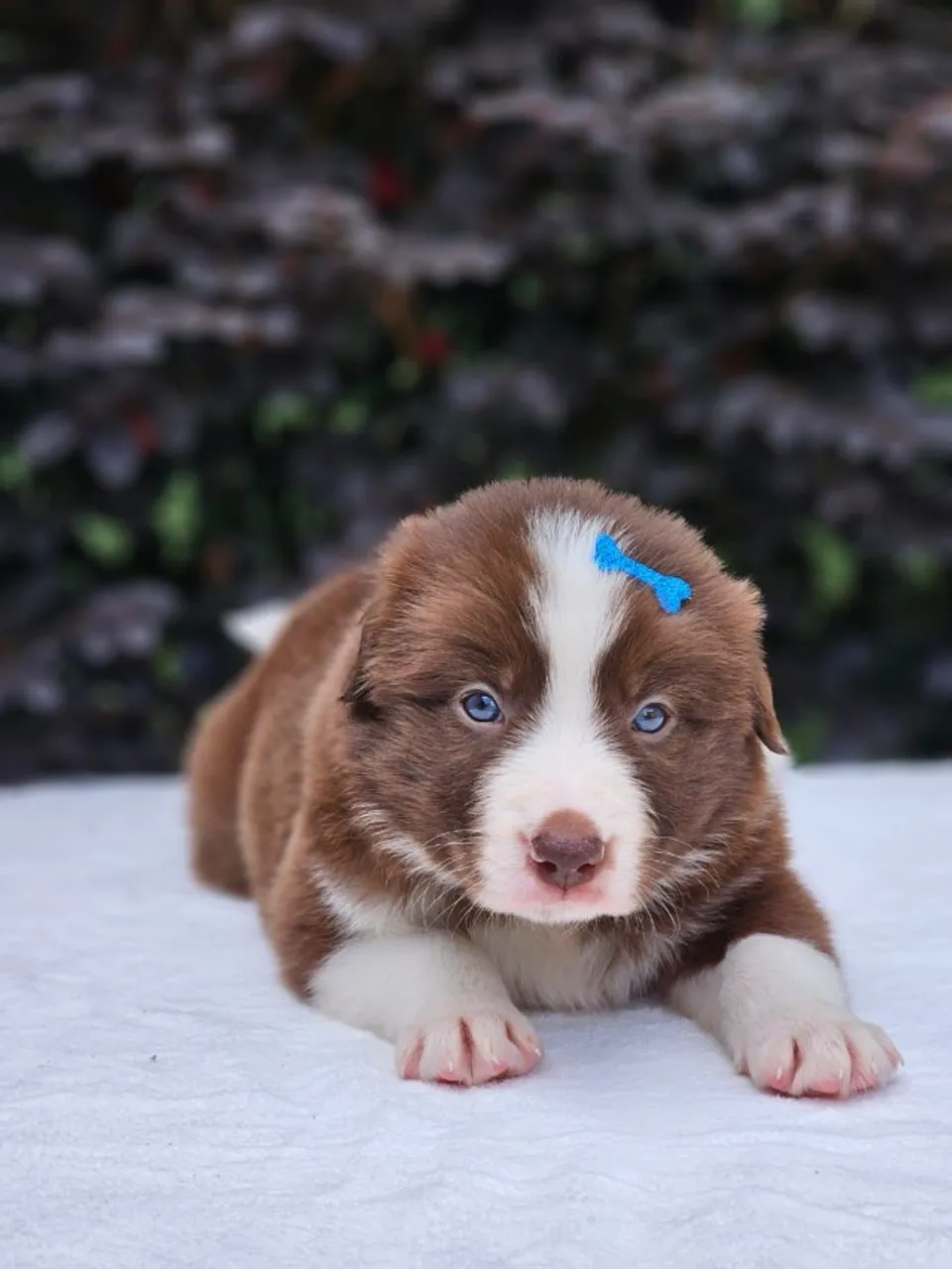 Border Collie | Criação Responsável