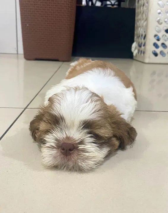 Shih Tzu a venda  - Foto 3
