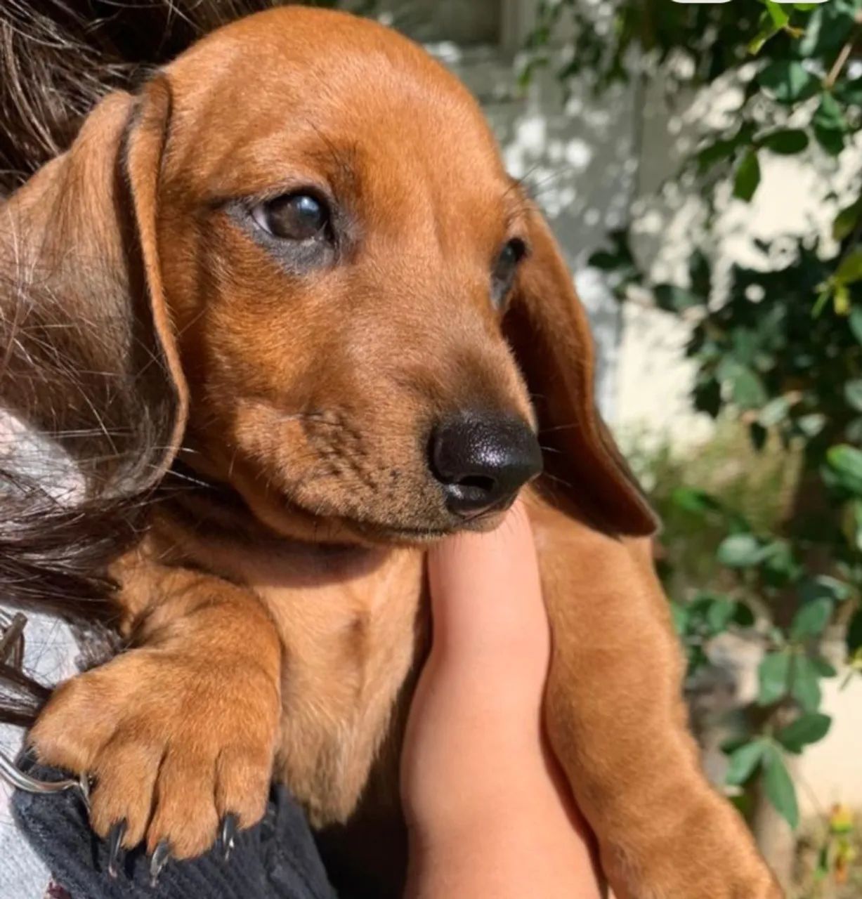 Basset Dachshund salsicha- Receba ainda hoje!  - Foto 4
