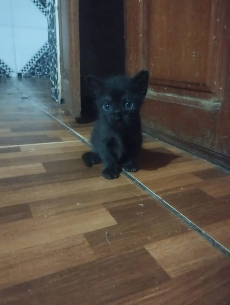 Gatinha em adoção muito fofinha gosta de brincar e dar carinho. Busca um lar amoroso