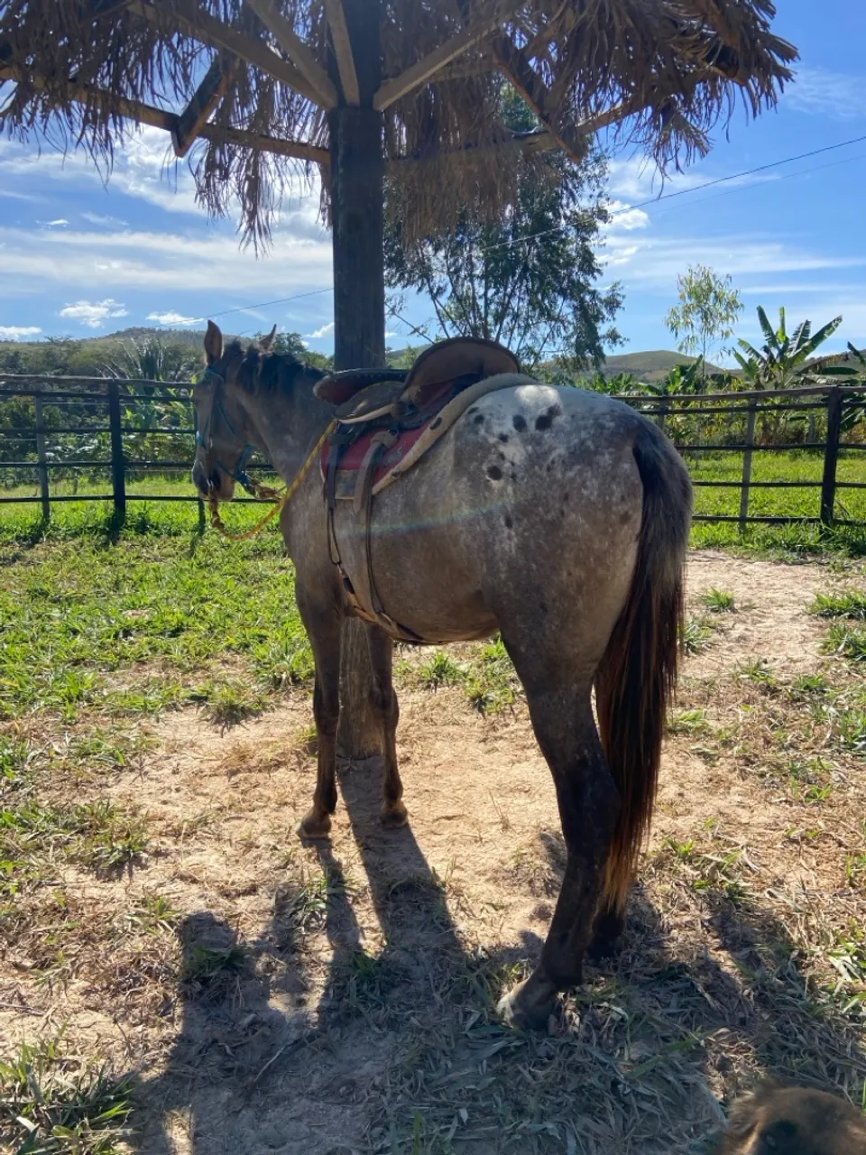 PotroAppaloosa para venda