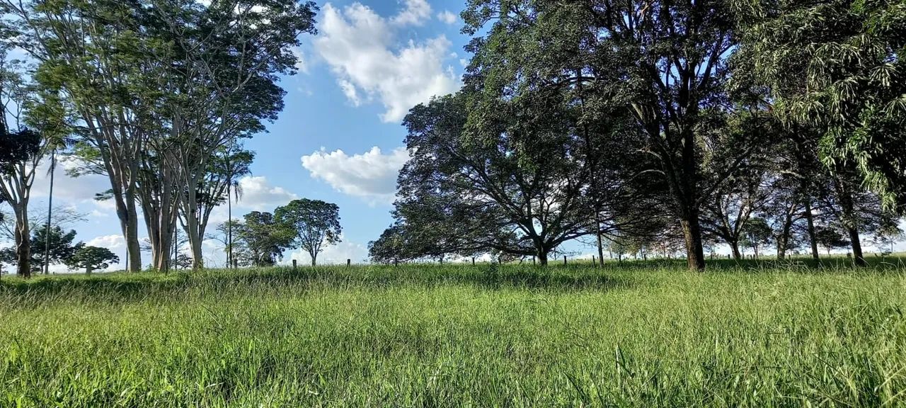 Fazenda pra lavoura com 100% aproveitamentos  - Foto 4