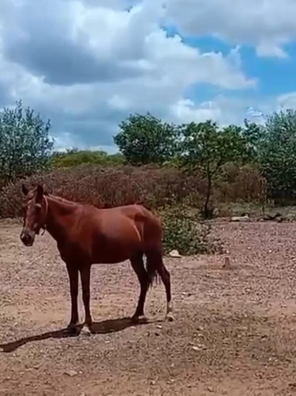 Cavalo para venda