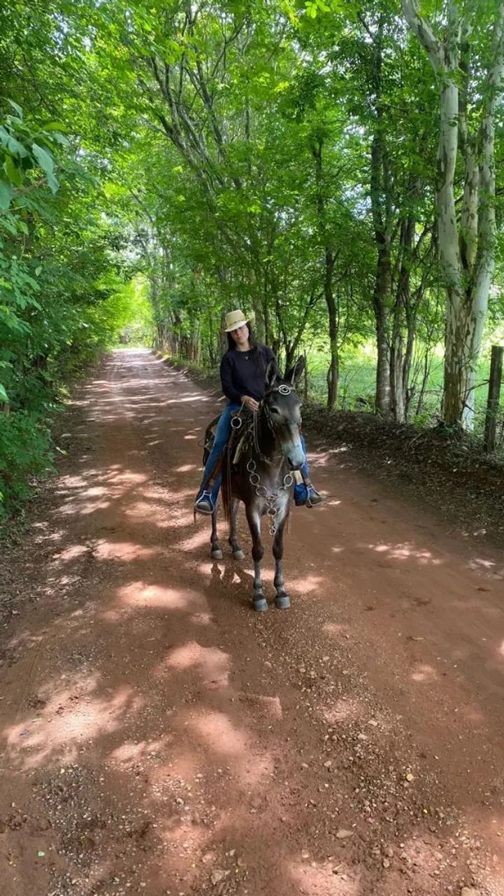Burro de Confiança  - Foto 6