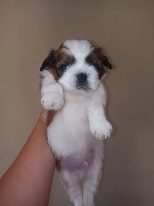 Filhote de Shih Tzu - Lindíssimo! - Foto 4