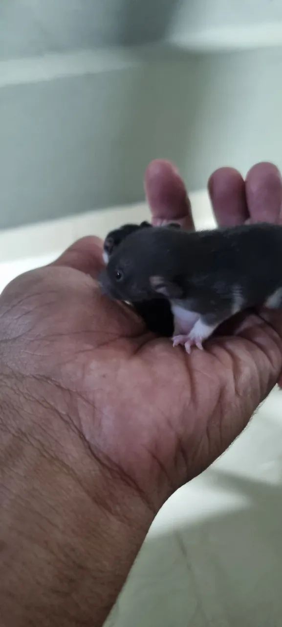 Rato twister  - Foto 2