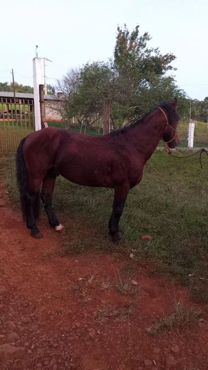 Cavalo crioulo 
