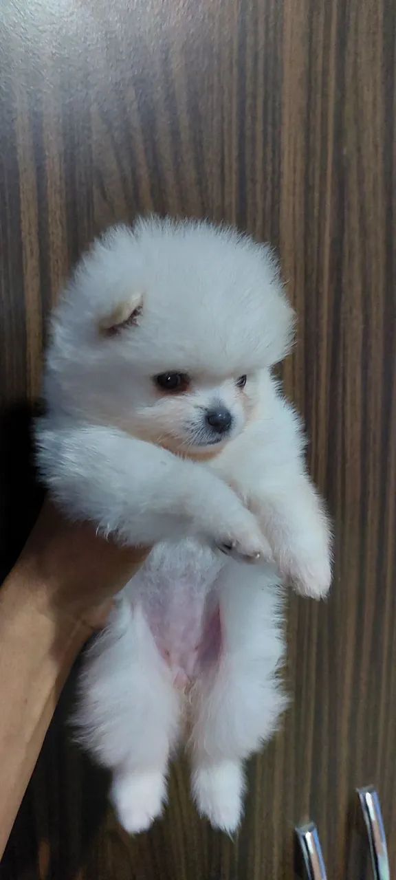 Filhote de Spitz Alemão - Uma bolinha de fofura! - Foto 3