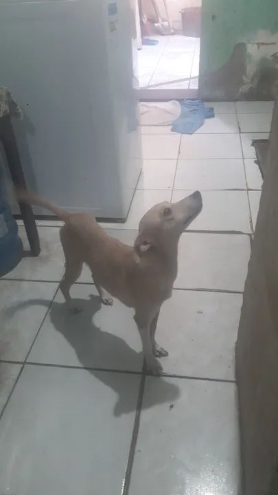 Filhotes pra adoção  duas fêmeas - Foto 3