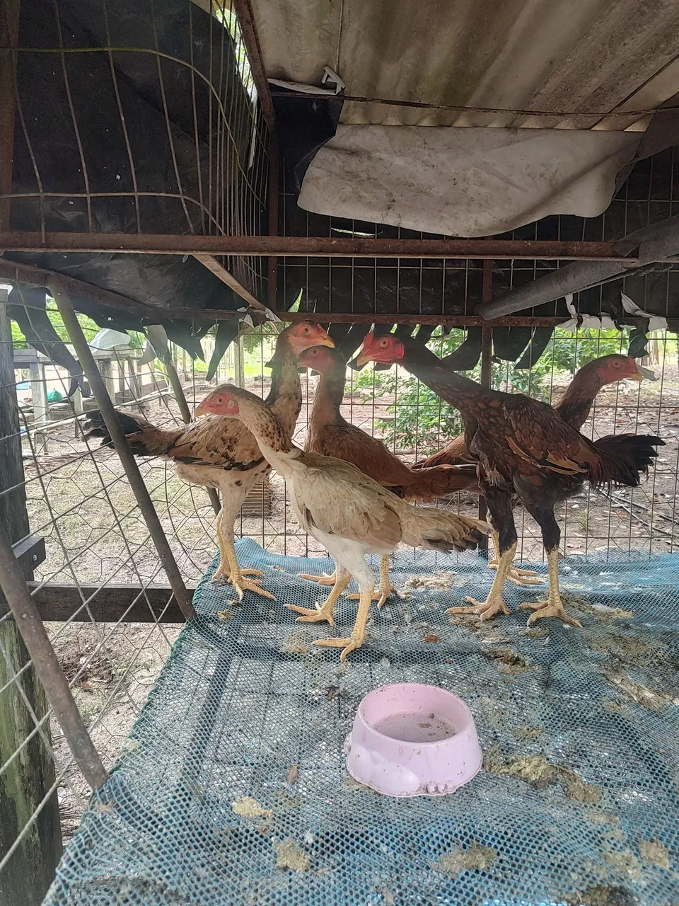 Frangos e frangas para recriar ou abate.