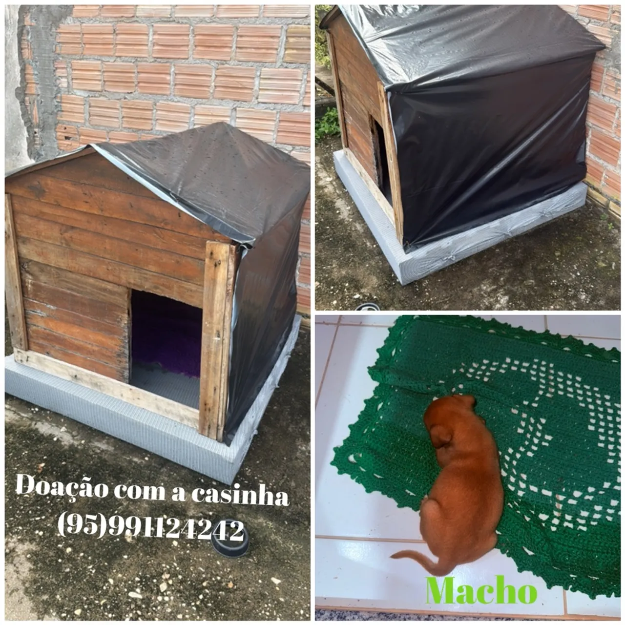 Filhote Macho para Adoção com Casinha