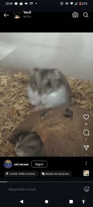 Combo Hamster! Conjunto vem o hamster e a gaiola