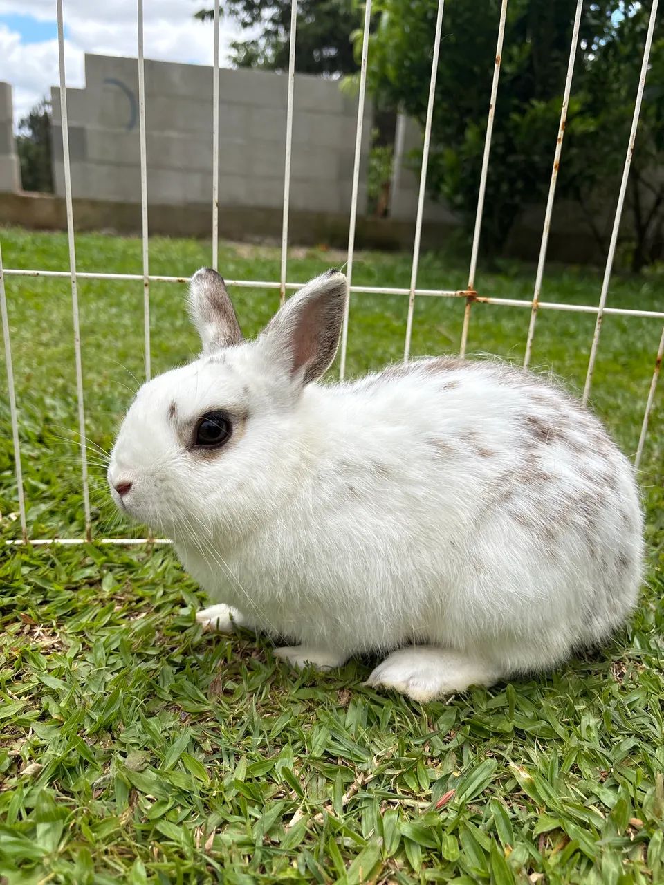 anao netherland  - Foto 5