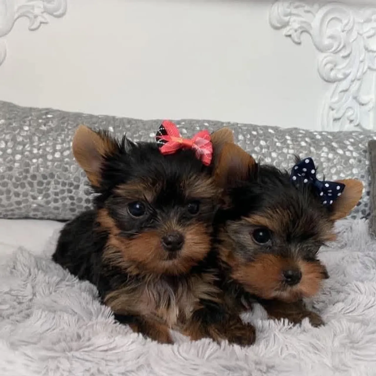 Filhotes Yorkshire Terrier Puros