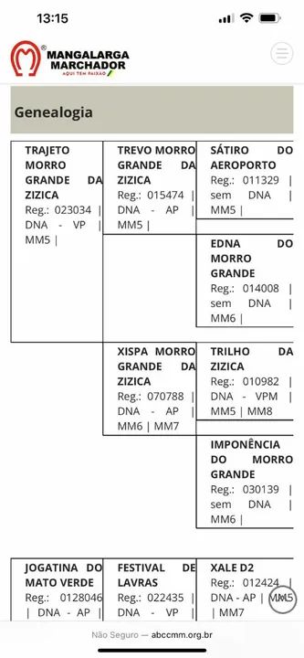 Cavalo Mangalarga Marchador puro registrado  - Foto 6
