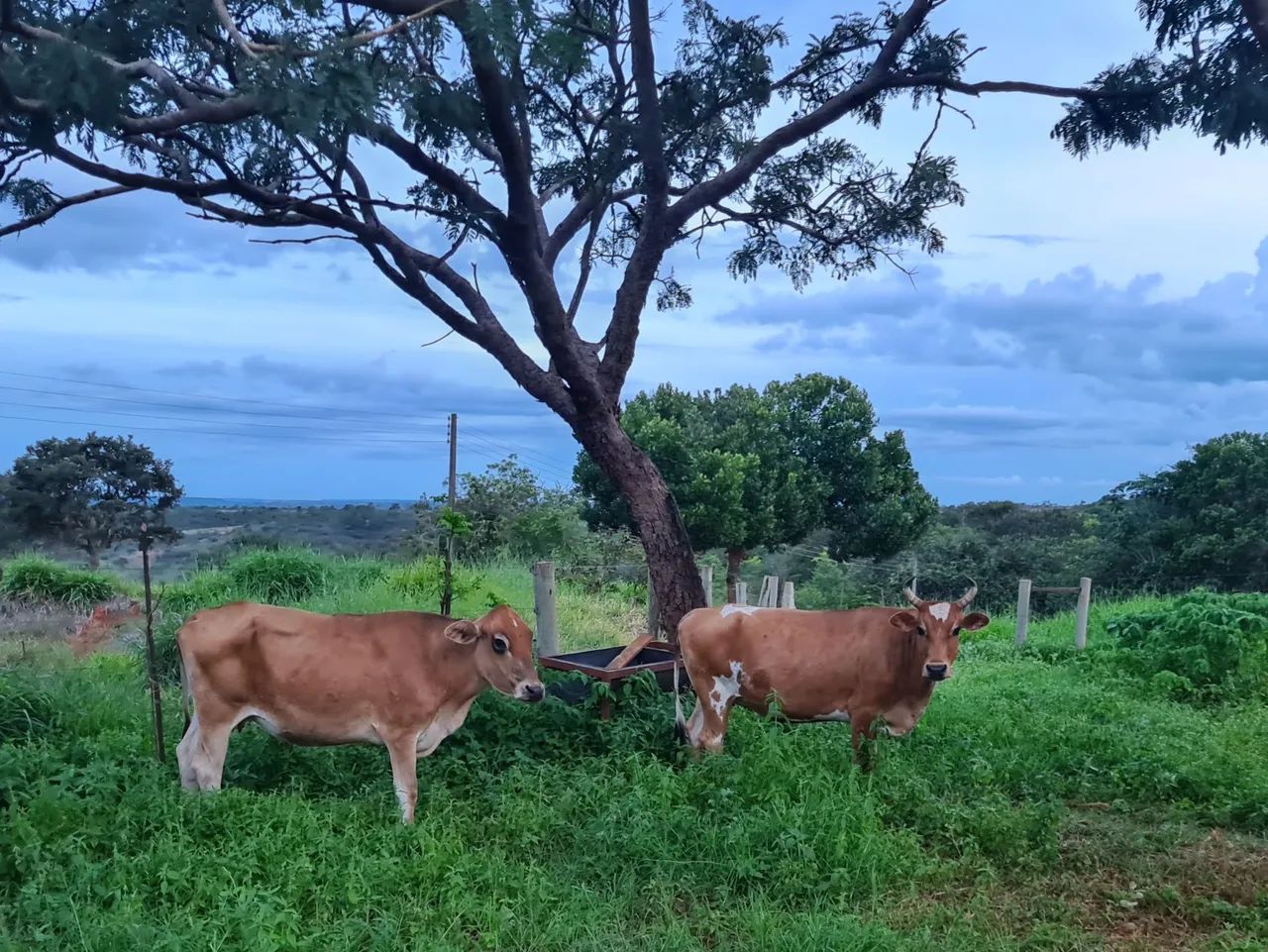 2 vacas Jersey e 1 touro/boi jersey - Foto 2