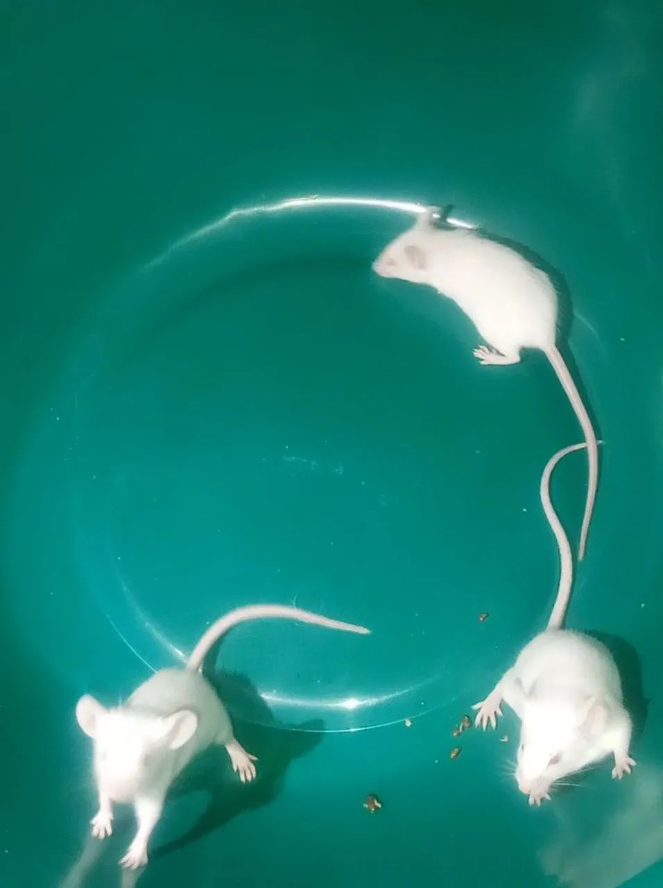 Hamster Camundongo 64650959768065121