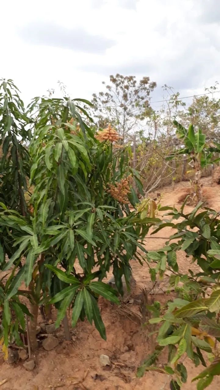 Chácara em Cachoeira dos Pássaros - Piedade dos Gerais - Foto 2