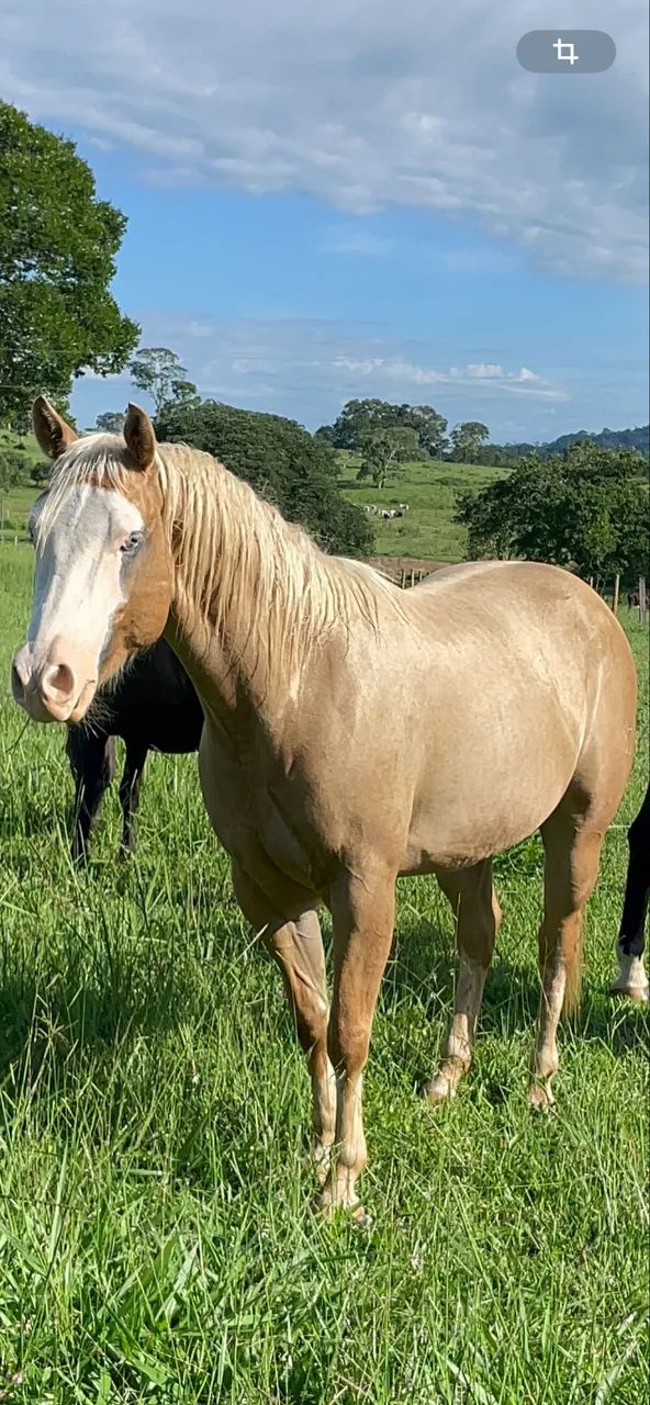 Quarto de Milha Palomino Registrado - Linhagem Gunner - Foto 6